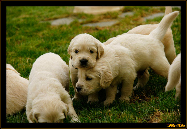 comprar golden retriever villa ellie